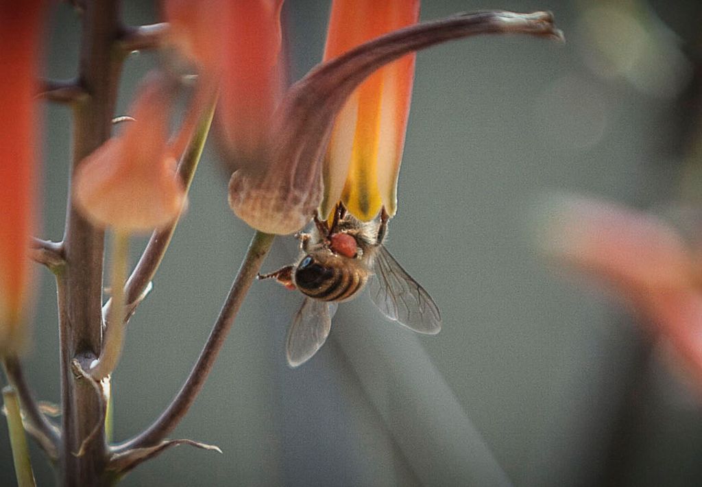 Honey Bee collecting pollen. Part of  "Vanishing B