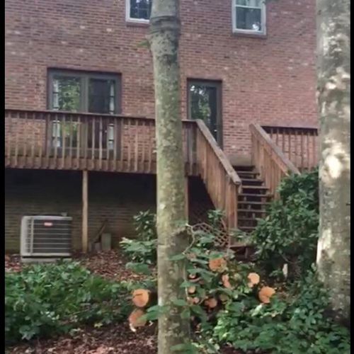 Prune and trim branches which overhang decks and d