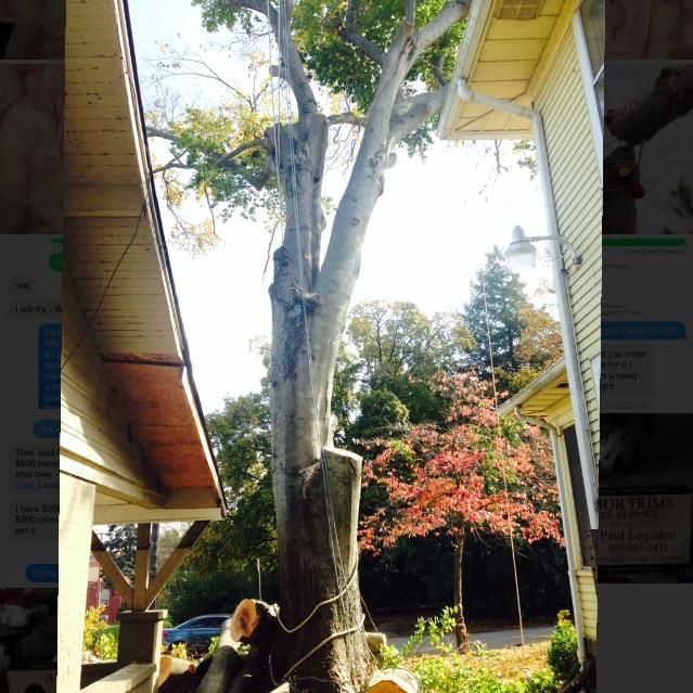 Alexa's Tree Service