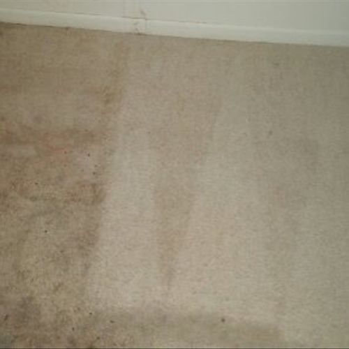 This was an apartment carpet that had been neglect