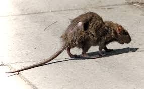 Rats carry diseases & cause damage to electrical w