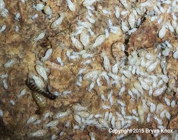 Termites, Virginia