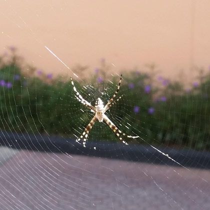 Spider