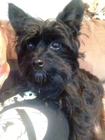 Grizz watching cartoons on the sofa