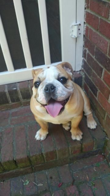 Little happy Phoebe