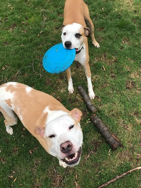 Oakley and Frankie