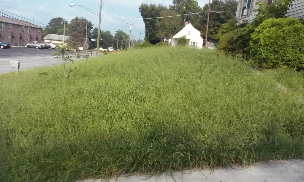 This yard hadn't been mowed in 2 months.