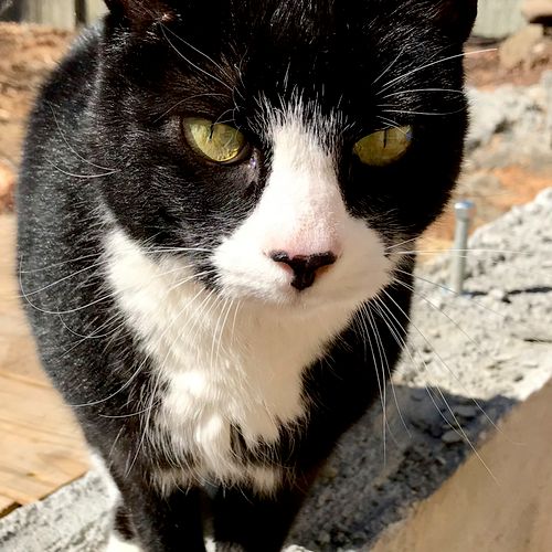 Bobcat - An outdoor cat of a client