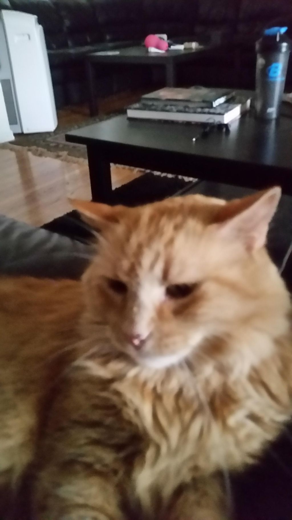 Our handsome QS60 mascot - Theo!