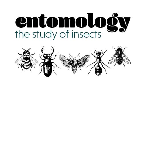 Entomology: The Study of Insects book cover