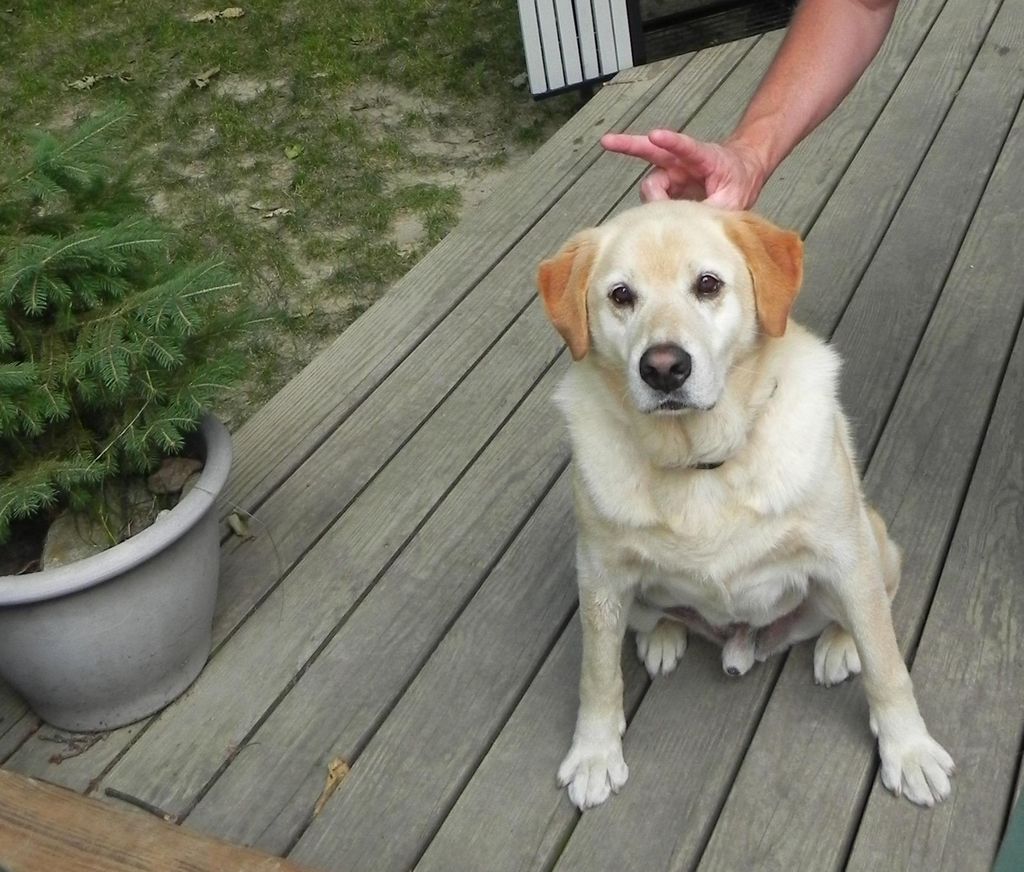 Rufus, such a loving buddy