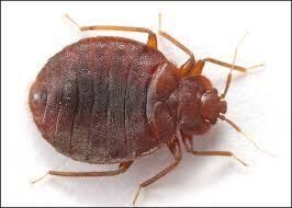 Bed Bug