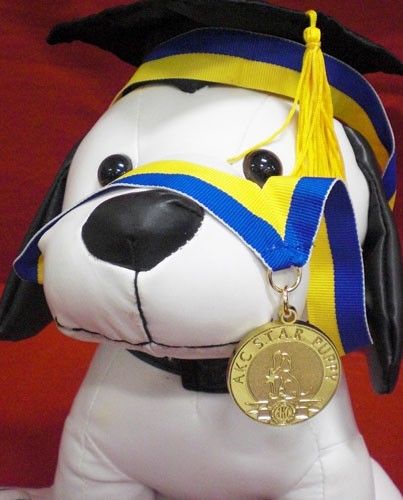 If your puppy is under 12 months - let's work toge