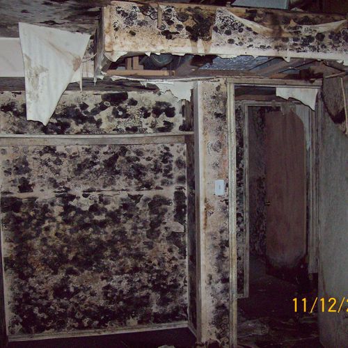 Before a mold abatement