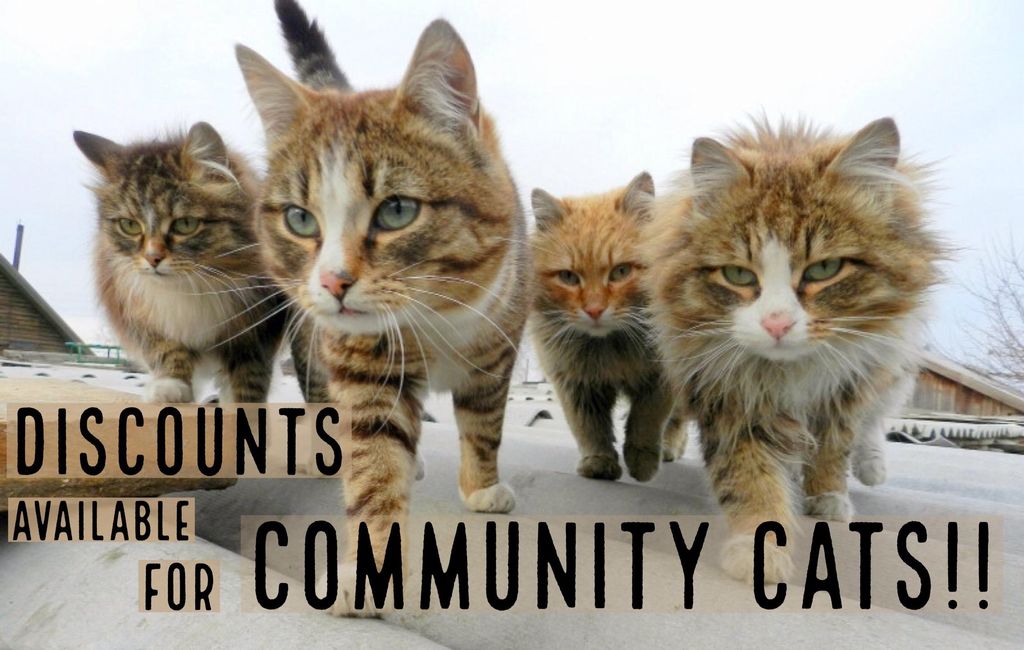 We Have Lots of L❤️VE for Community Cats!! Friendl