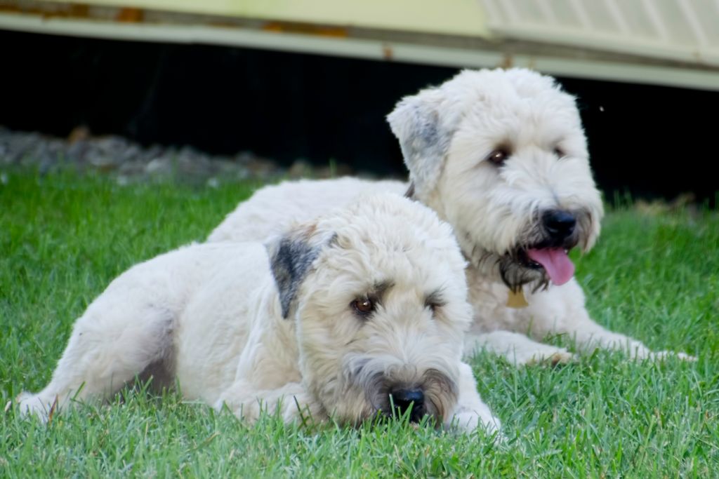 Wheaten twins