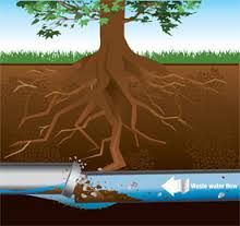 FACT: Tree roots grow for many years after the tre