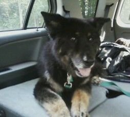 This is Bear, he was my first dog rescue who was t