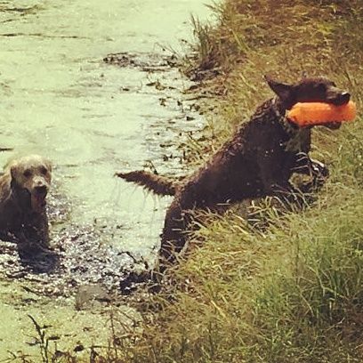 Retriever training