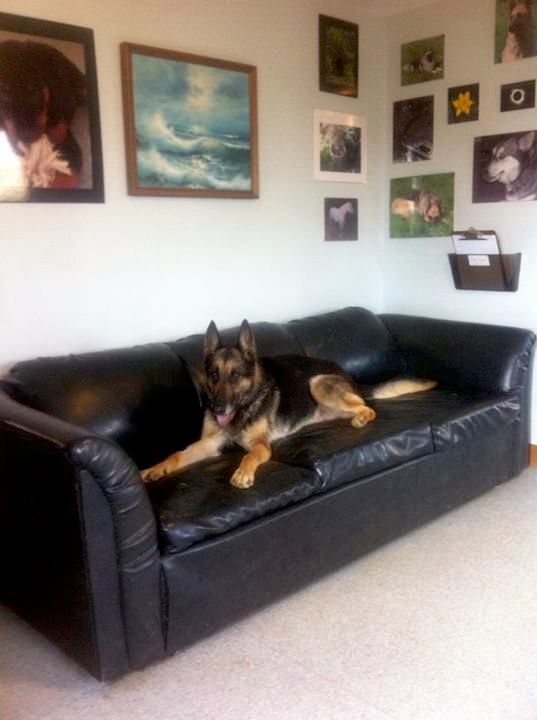 Moose posing in the training room sofa