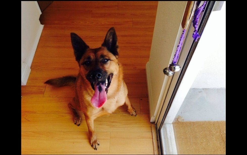 Learning to ring the bells to go outside. 