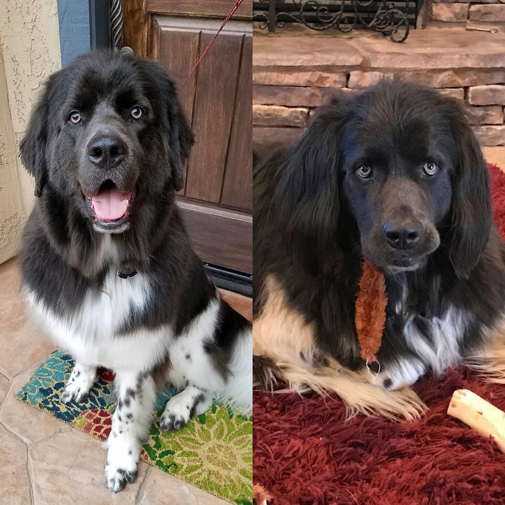 First photo, after trim. Second photo, before trim