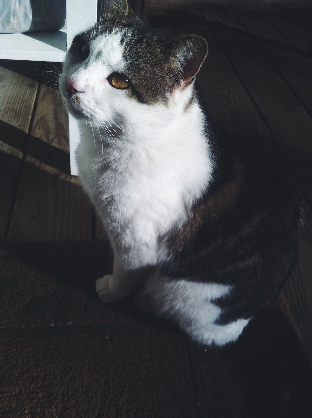 Mr. Kitty