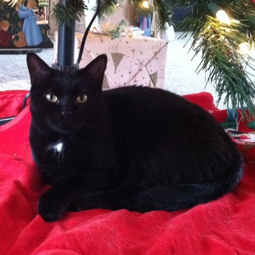 My cat Jasmine under the Christmas Tree