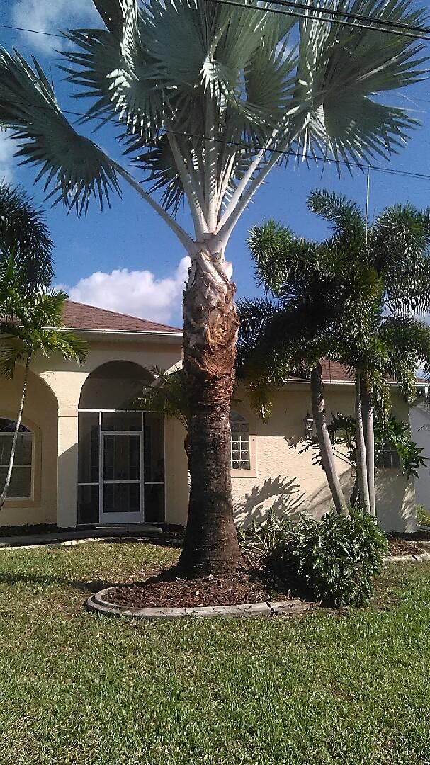 AFTER TRIMMING THE HOUSE