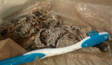 Hair & debris I cleared from a client's slow drain