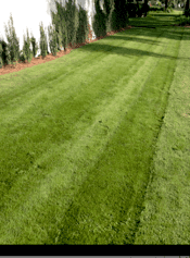 Great lines in a healthy lawn.