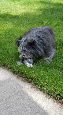 Joy enjoying a well deserved ice cold treat!