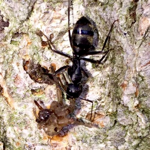 Carpenter Ant the largest ant on Long Island