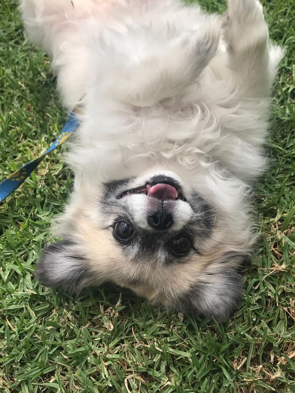 Let's be silly! 