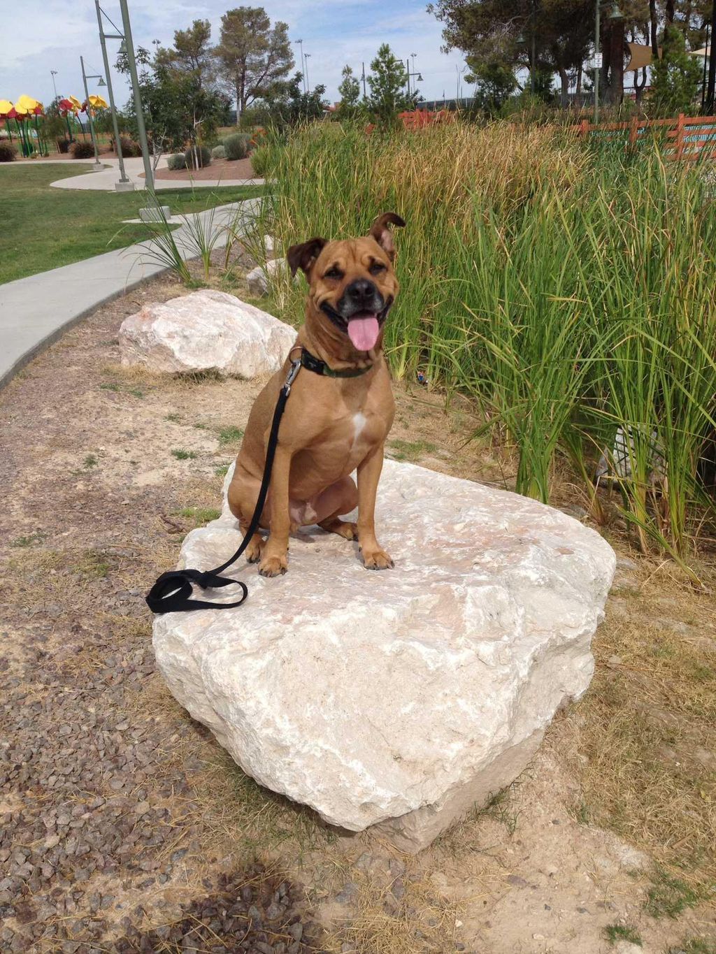 My dog Bugsy. A fully trained and certified servic