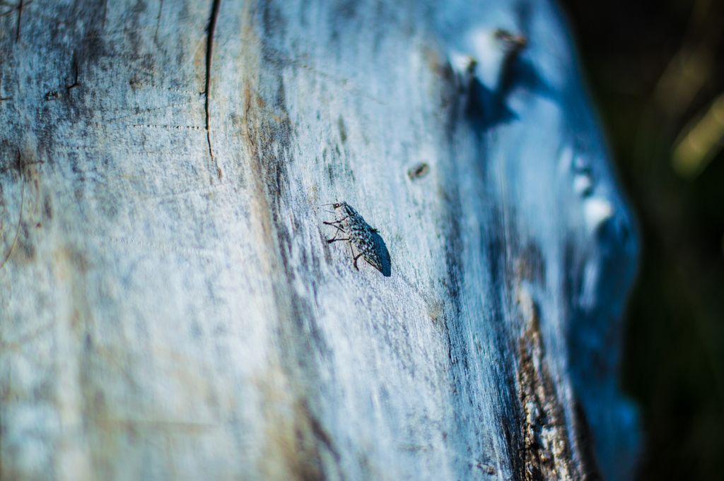 Nature photography. Raw photo with color grading d