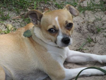 Sanchez, my Chihuahua mix.  Need I say anything el