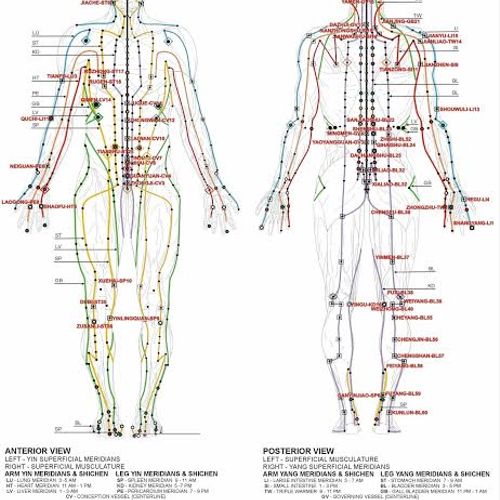 Organ Meridian Lines throughout our bodies