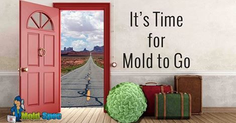 Take the first step in removing mold by hiring Mol