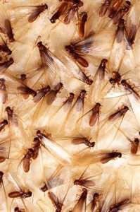 Swarming termites