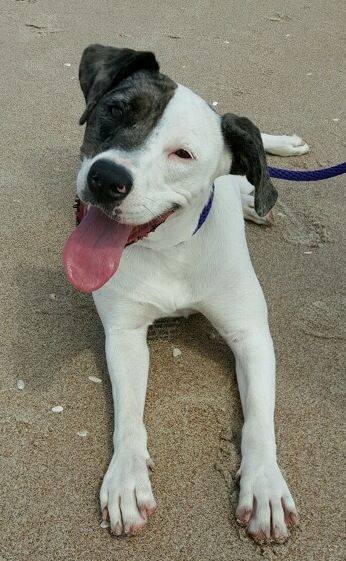 This is Zyde, she can't be around other dogs for 2