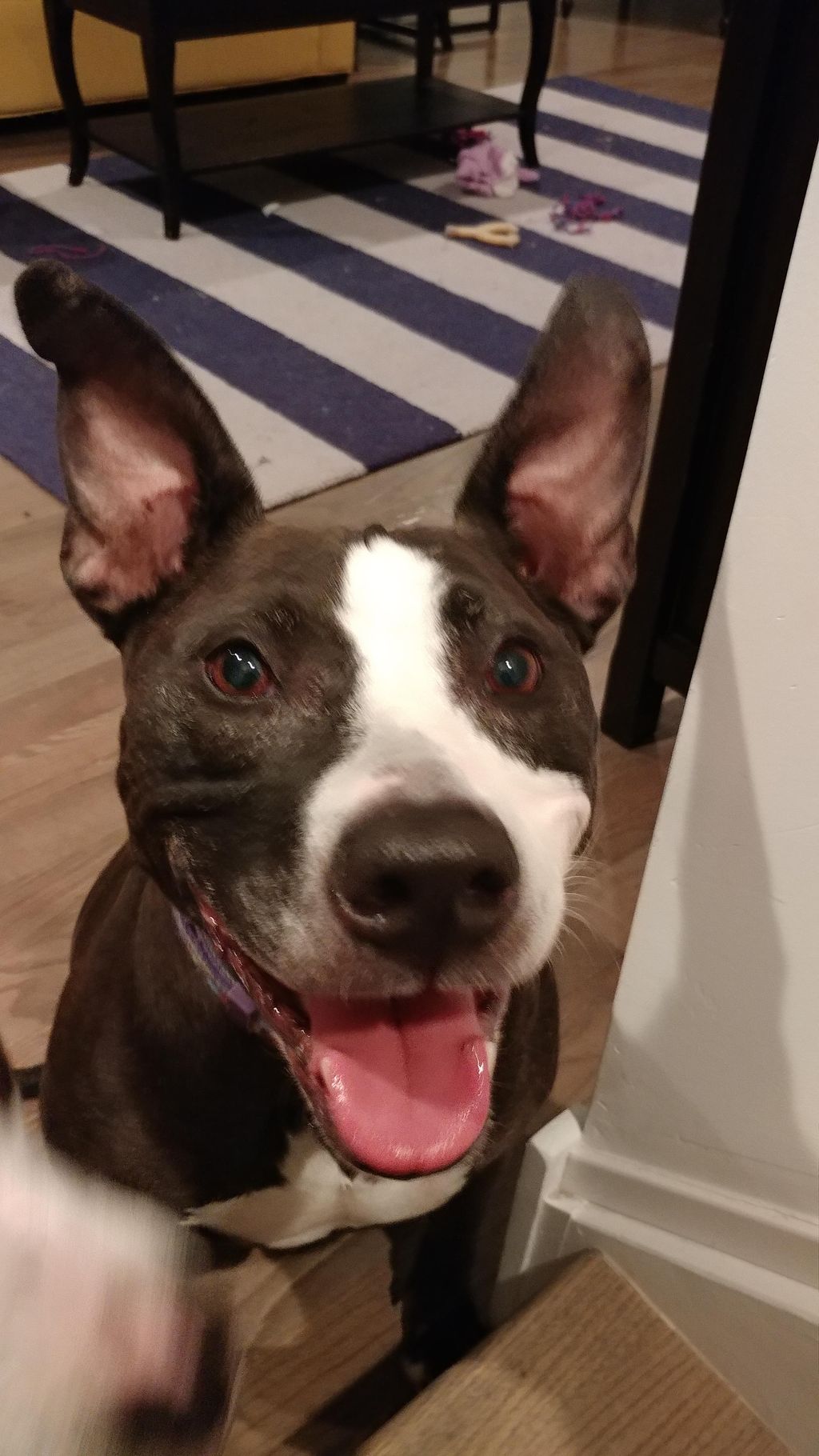 Cheesy grin for a treat!