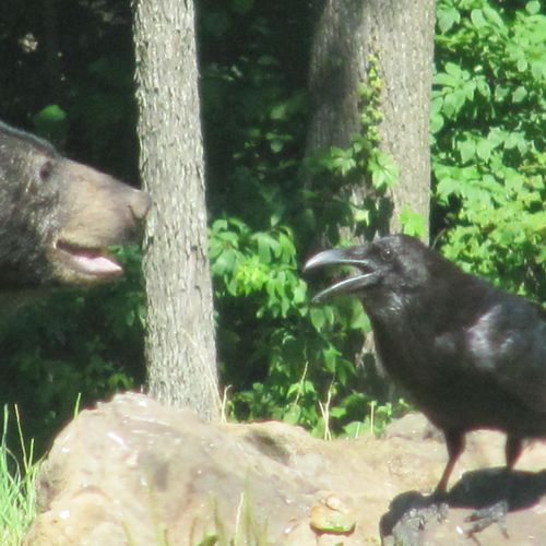 Braven (Bear and Raven)