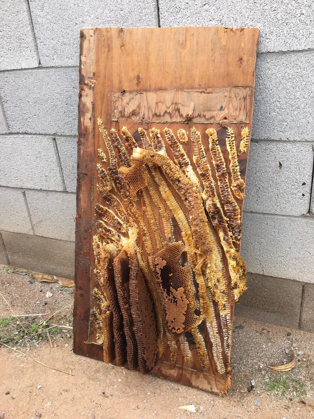 More honeycombs from our customers shed floor