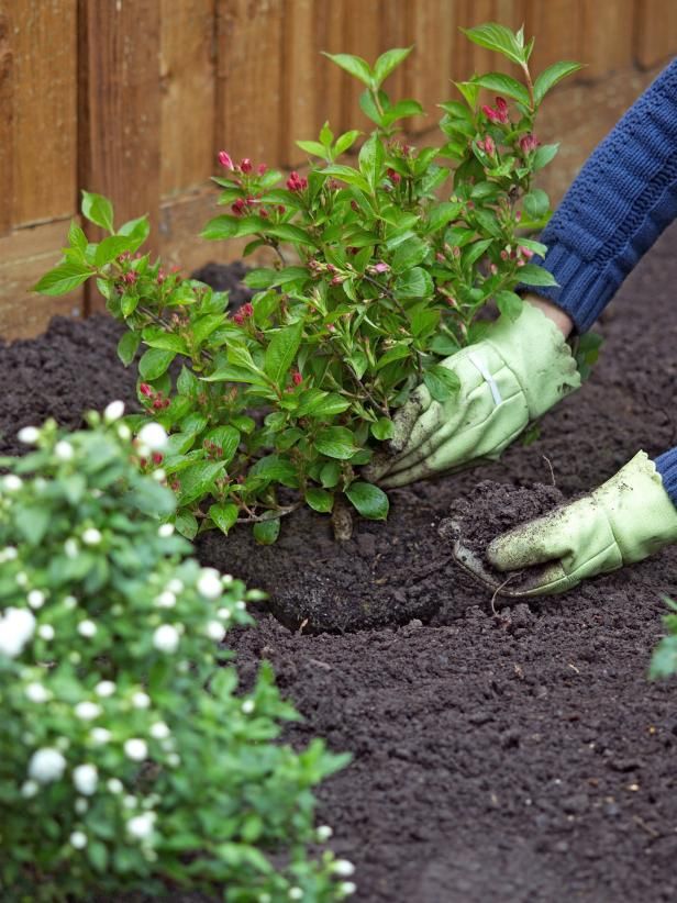 Tree and shrub planting of any size 