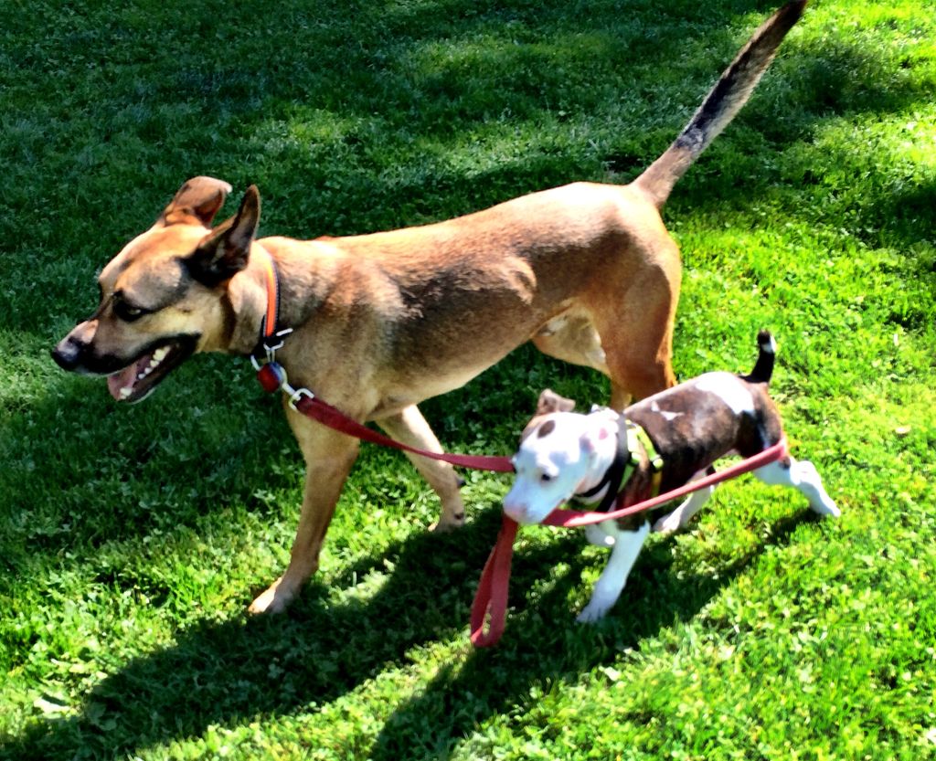 River James loves walking Jake.