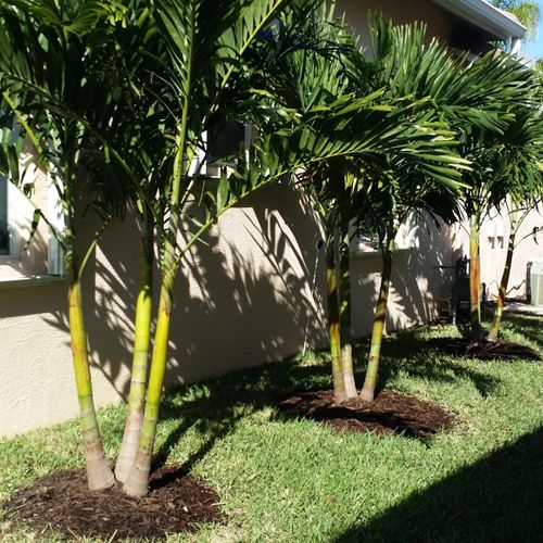 New triple chistmas palms we supplied and planted 