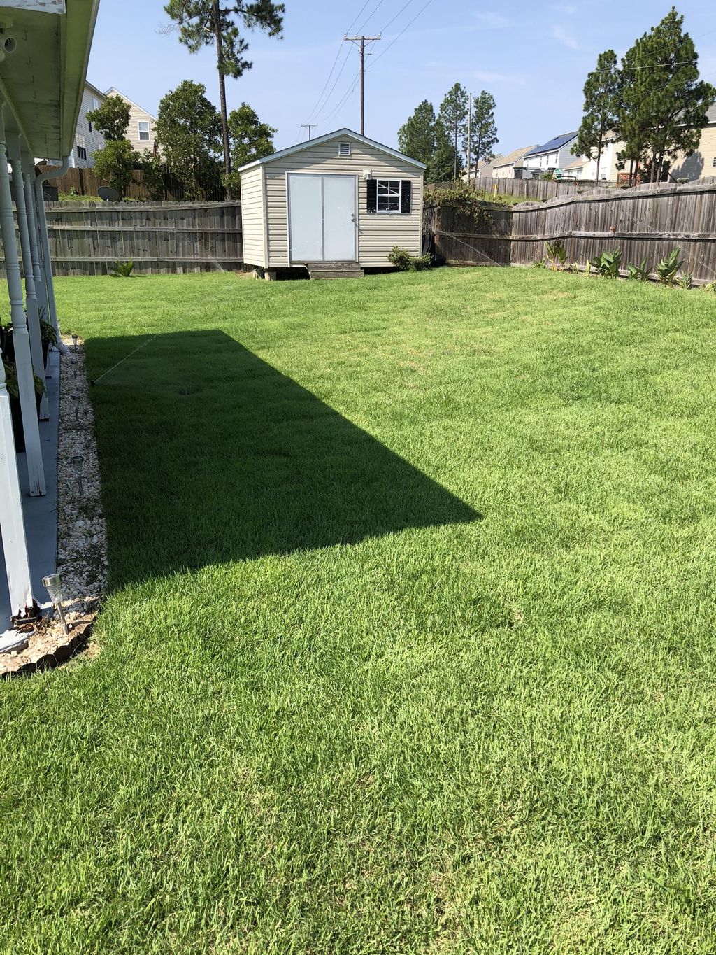 Empire Zoysia 