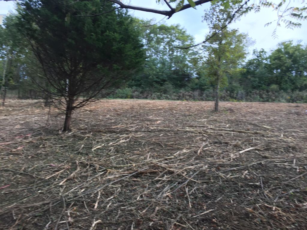 After brush cutting 