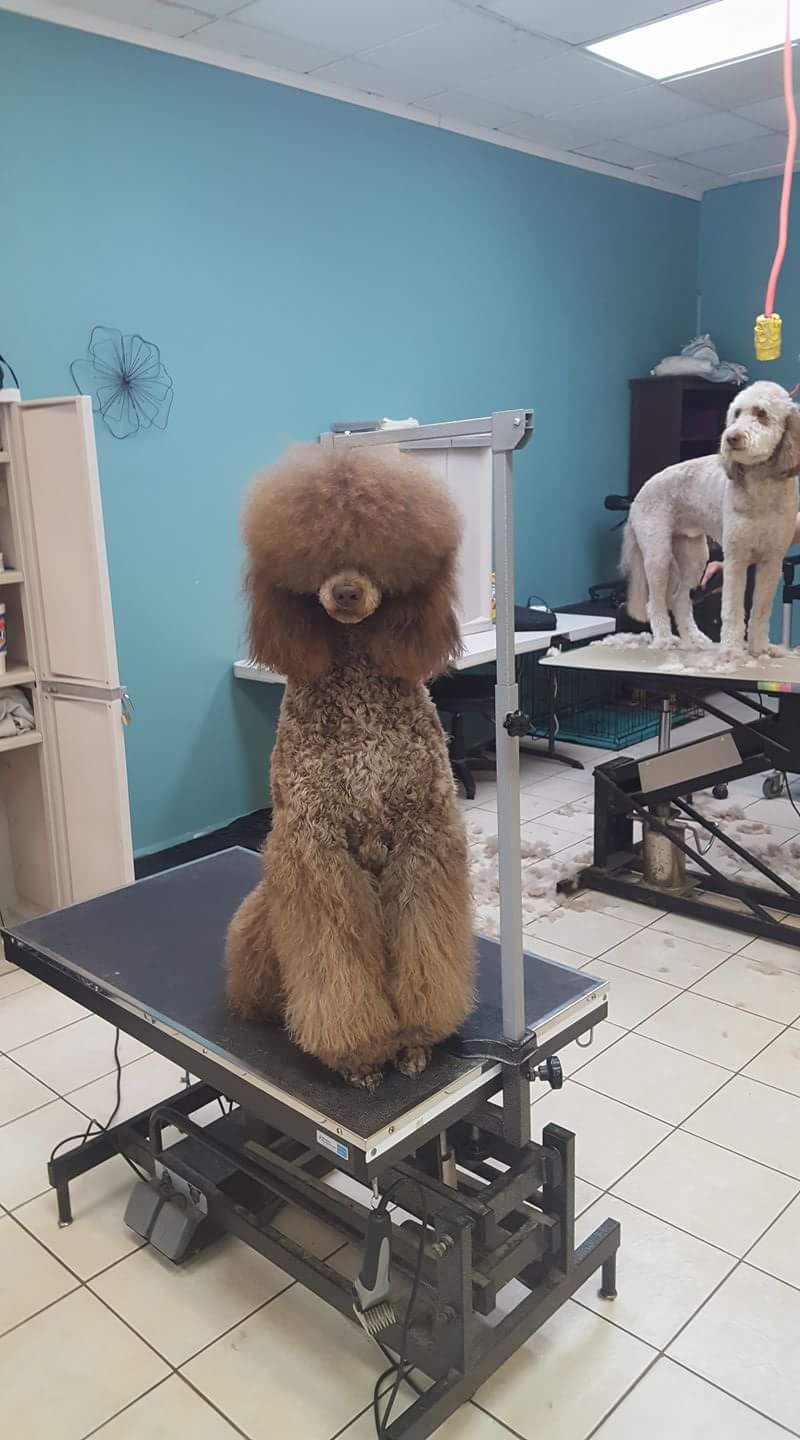 Poodle Perfect Pet Styling
